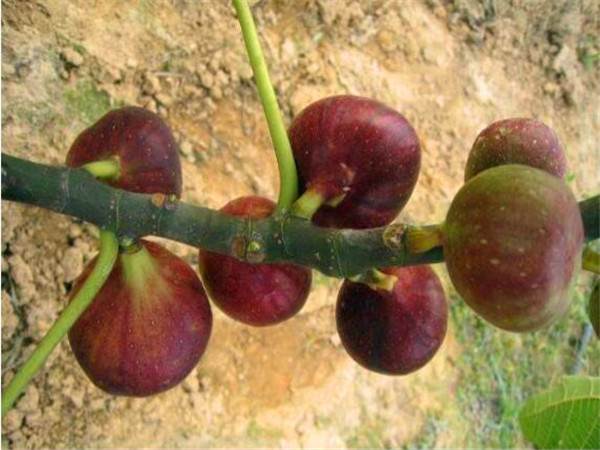四川布兰瑞克无花果苗图片种植技术