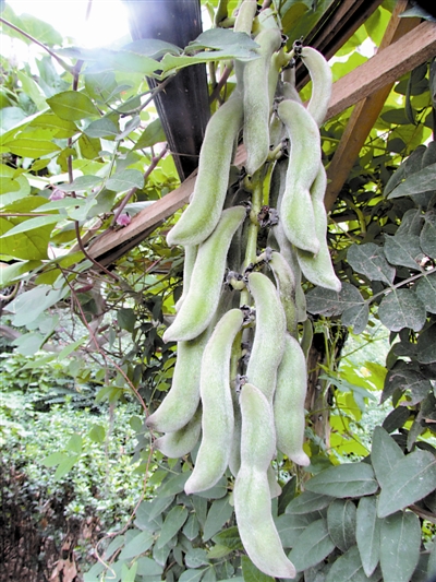 刺毛黧豆提取物 速溶粉 醇提 浸膏粉