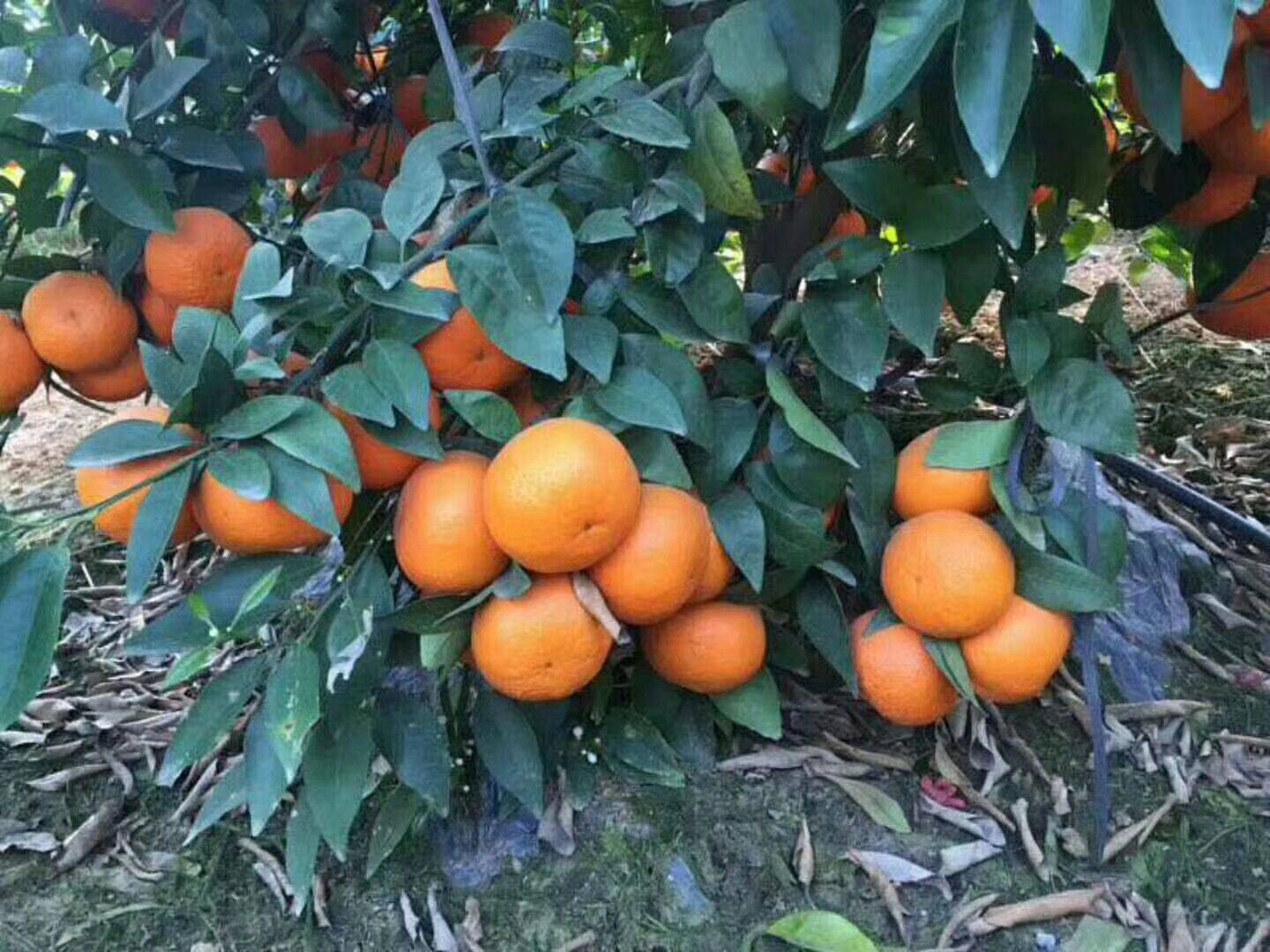 常德无核沃柑苗基地直销