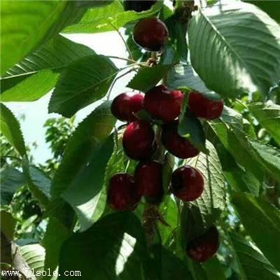 隆化-矮化早大果樱桃树苗销售价格樱桃树苗价格