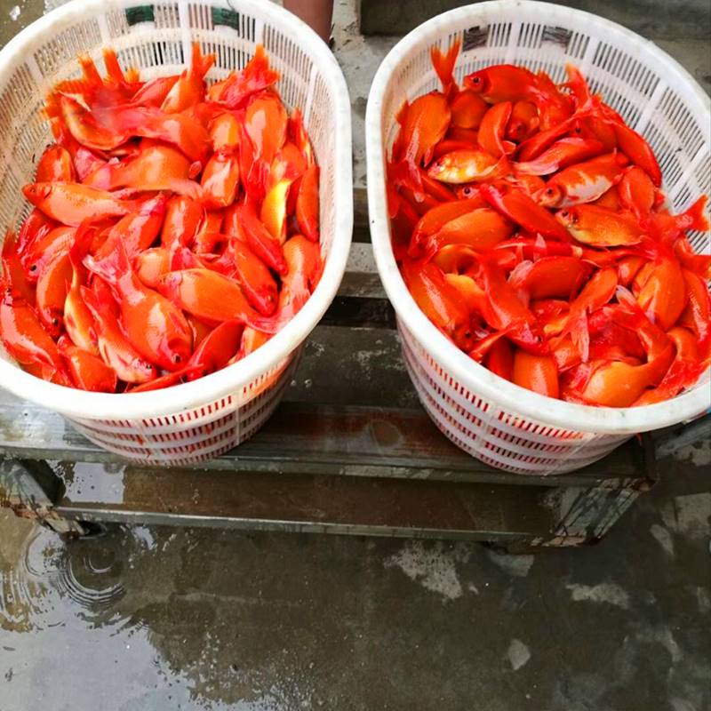 长尾红色黑眼草金冷水鹦鹉鱼