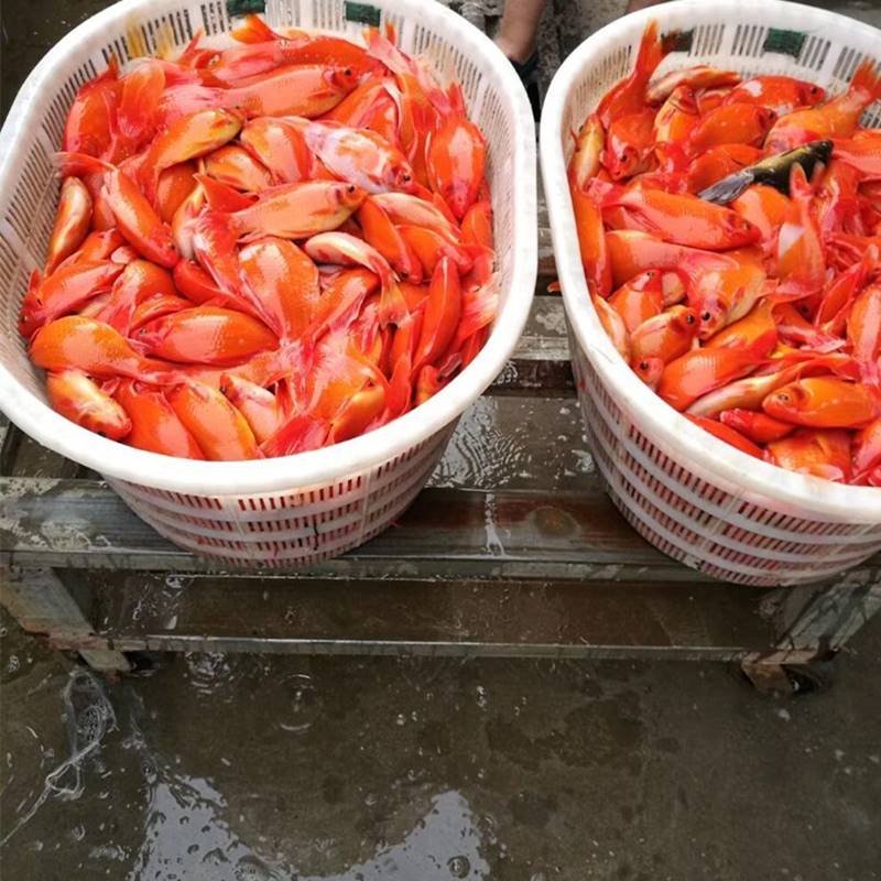 长尾红色黑眼草金冷水鹦鹉鱼