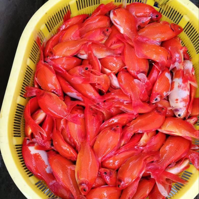 长尾红色黑眼草金冷水鹦鹉鱼