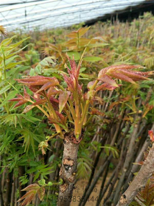 矮化香椿苗的种植基地在哪 价格多少