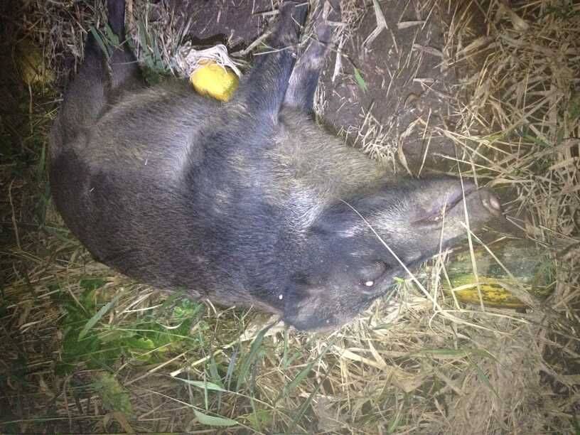 电野猪机电野猪机安全高效专业生产