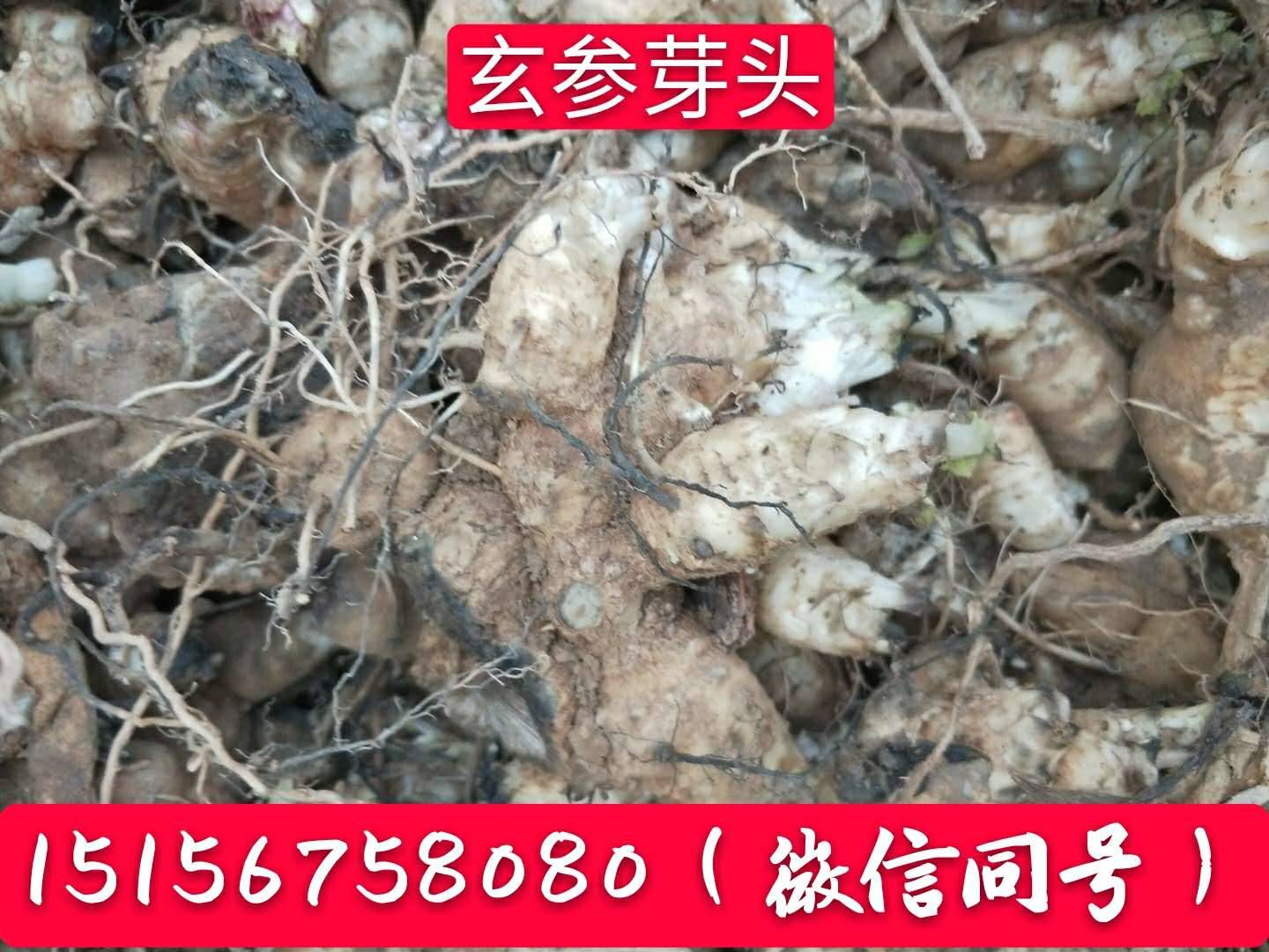 亳州吴芳免费提供玄参种苗 种植栽培管理技术指导介绍