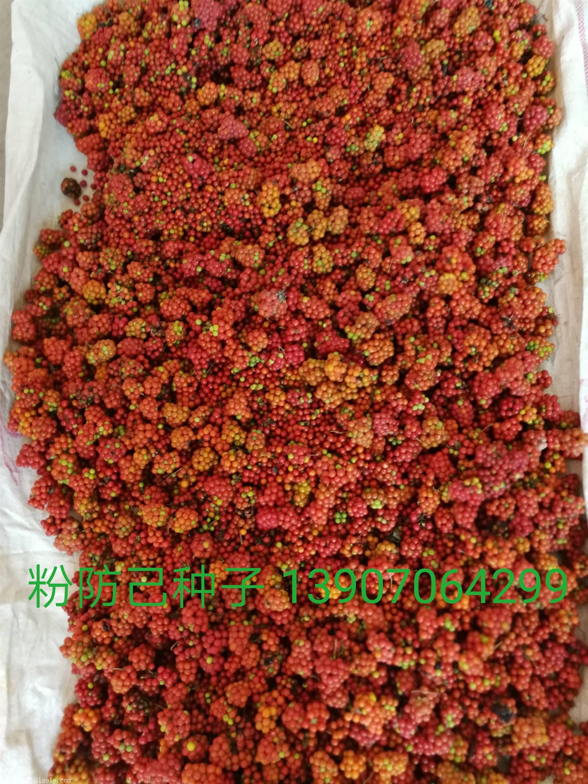 粉防己苗汉防己苗