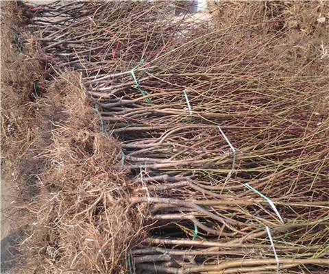 秋彤桃苗价格、秋彤桃苗基地