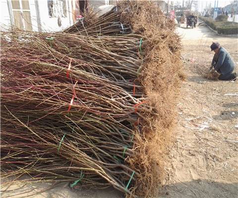 秋彤桃苗价格、秋彤桃苗基地