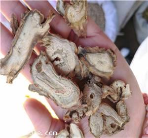 中药材天香炉哪里能买到 天香炉品种优良