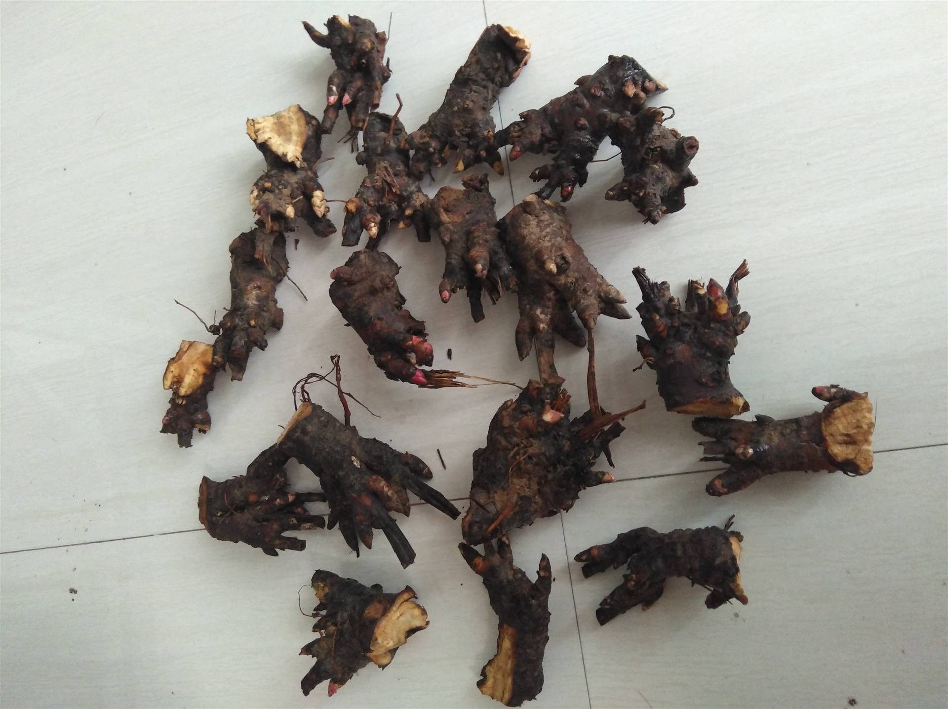 白芍种苗现挖保证发芽率