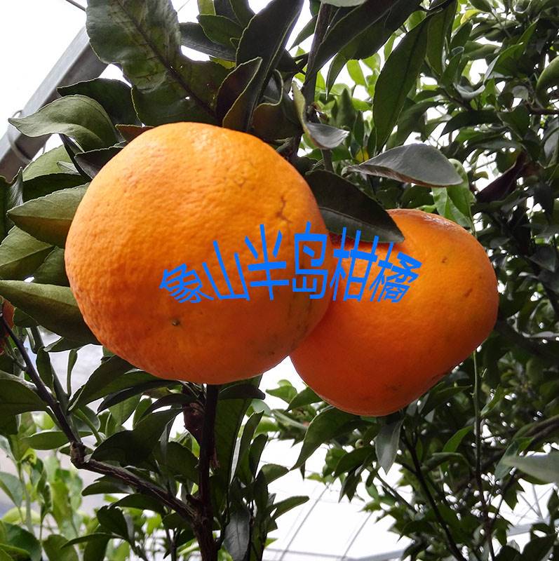 柑橘新品种阿斯蜜,晚熟杂柑,一年生柑桔树苗,象