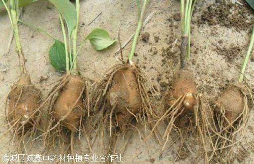 安徽白术种苗种植合作社