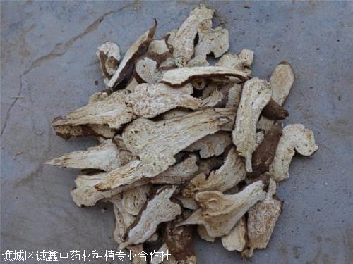 安徽白术种苗价格行情