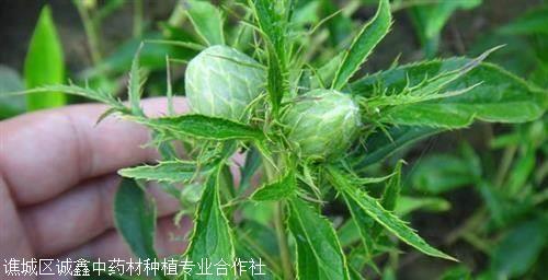 亳州白术种苗种植基地在哪