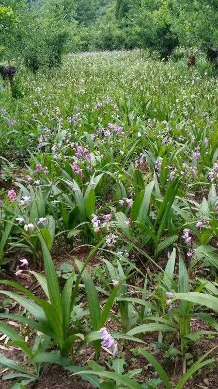 中药材白芨价格