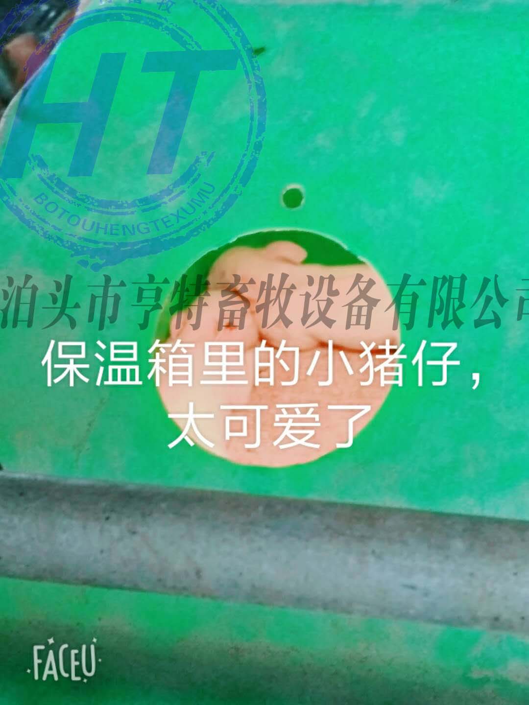 新型养猪产床双猪位仔猪保温箱样式多