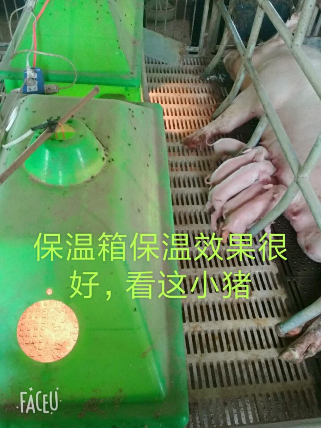 新型养猪产床双猪位仔猪保温箱样式多