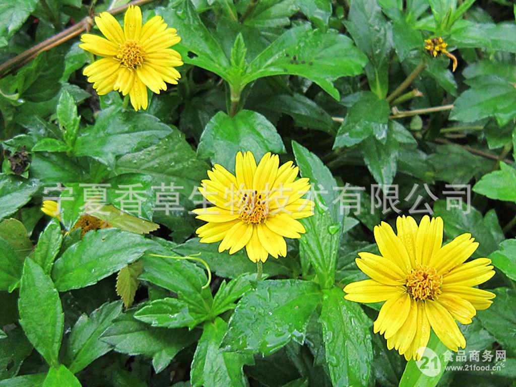 卤地菊提取物20:1规格可定制 浸膏粉