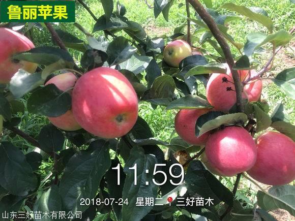 首页 苗木 果树苗木 苹果树 鲁丽苹果苗泰安基地  [ 更新日期:2019-03