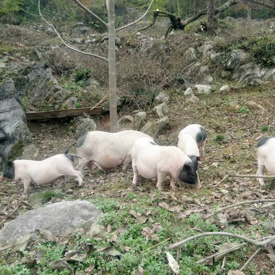 贵州香猪肉供应