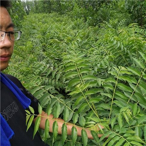 河南省红油香椿苗批发价格