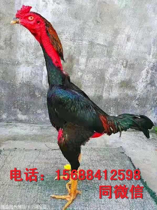 纯种越南斗鸡什么地方有卖的 斗鸡批发价格