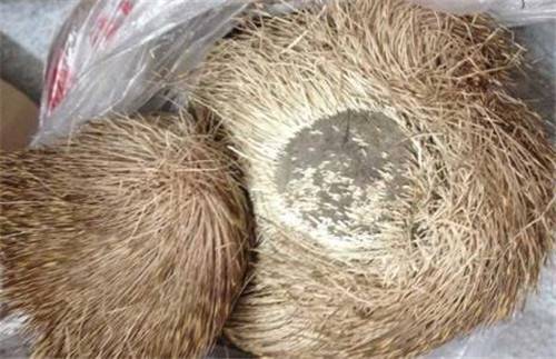 麝香怎么鉴定真假如何辨别