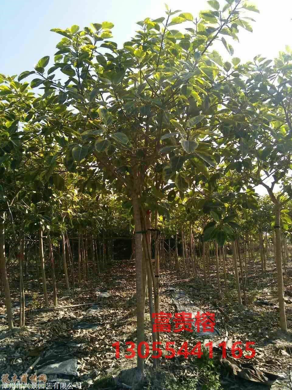 金边高山榕高度1/2.6/2.7/2.8/3/4/5米,斑叶移植苗,热销广东深圳