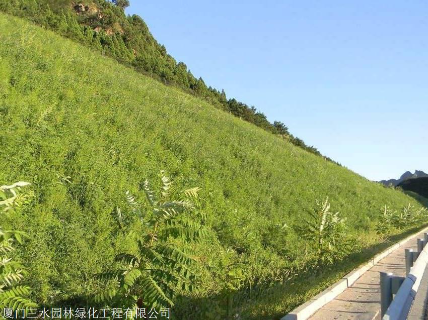 重庆边坡生态复绿植草护坡常用灌木有哪些