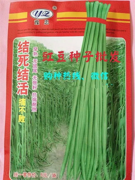 济宁高产四季香葱种子销售价格