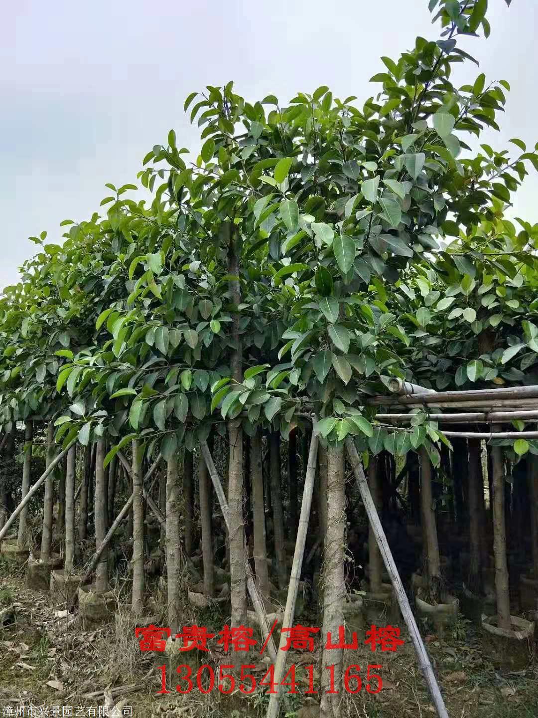 花叶高山榕基地批发价格,直径3/4/5/6/8/10/12公分,热销福建龙岩