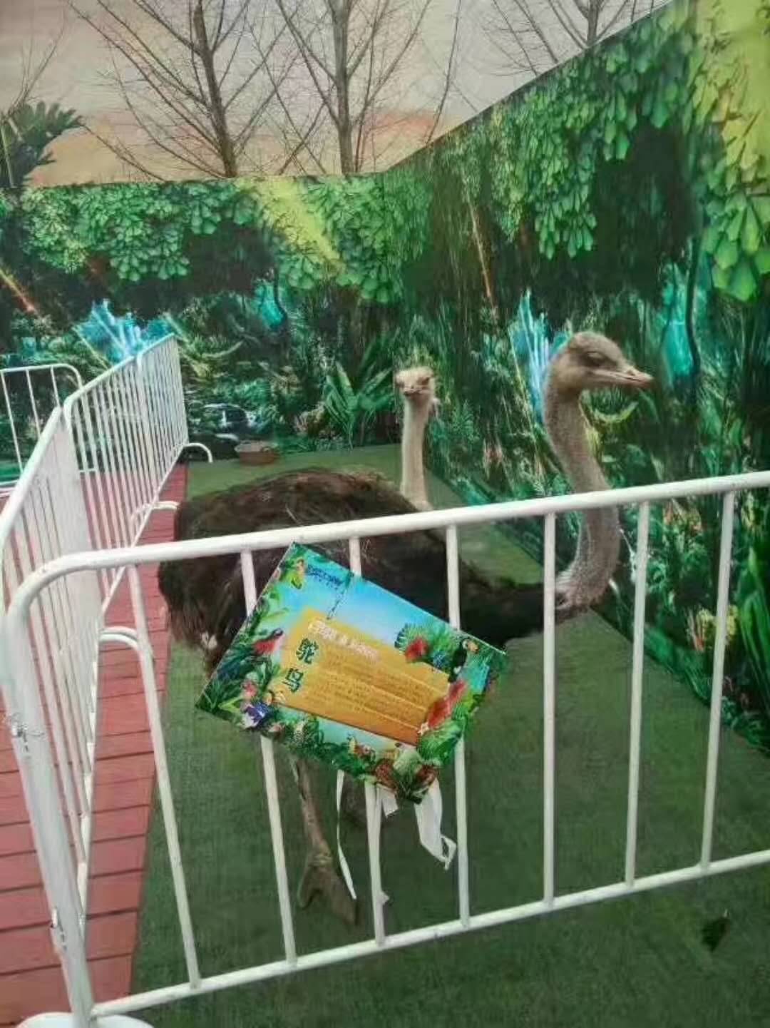 活体动物展览出租动物租赁