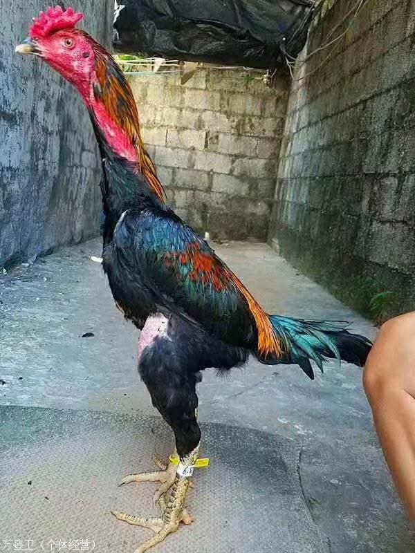 登封出售一年斗鸡台球比赛抢七图片