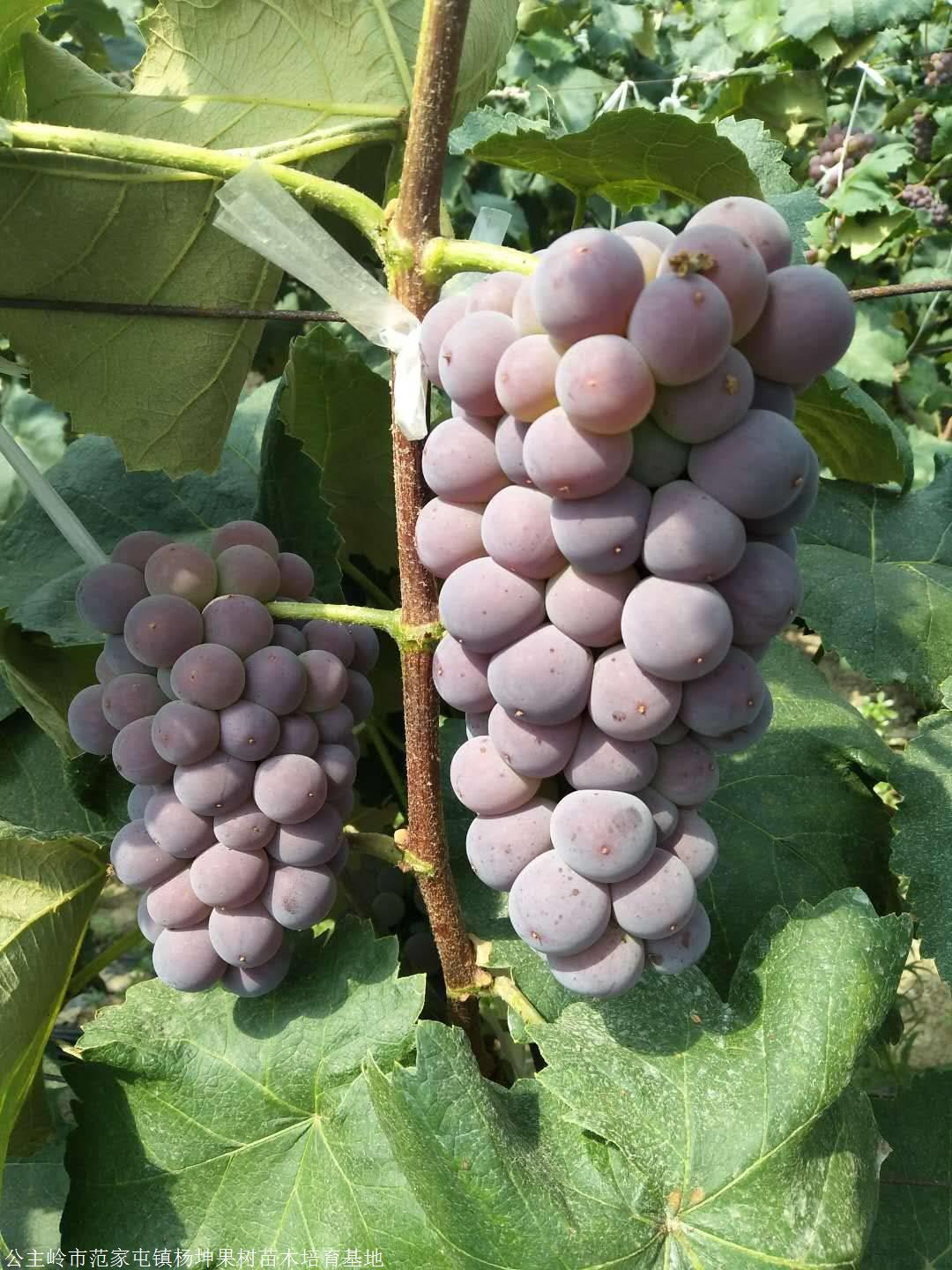 优惠的蜜汁葡萄苗找吉林杨坤苗圃