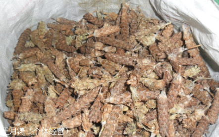 主推:商河猴枣(猴枣多少钱一斤)猴枣价格一般多少