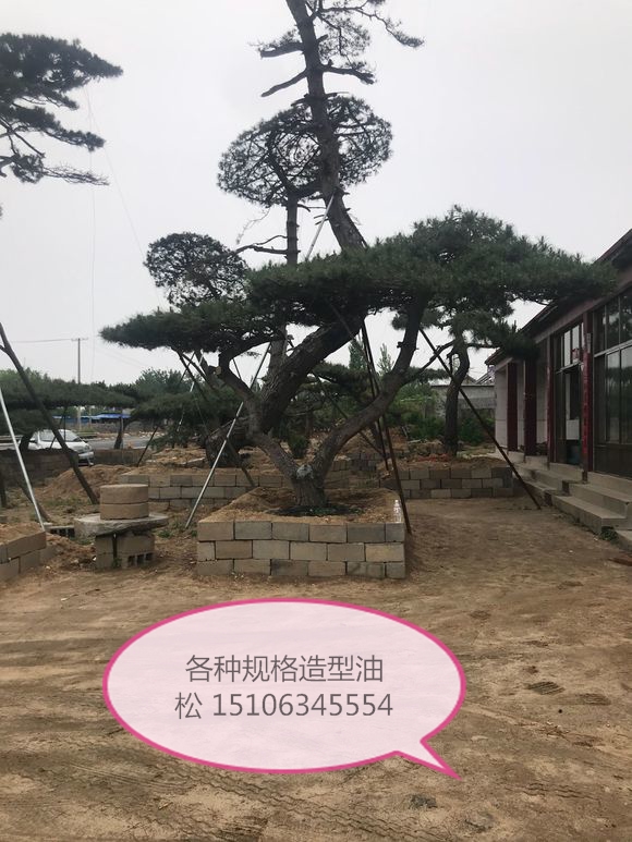 造型油松
