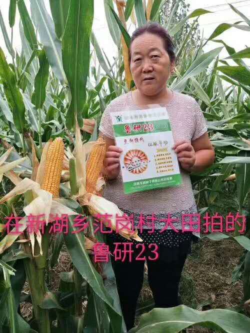 抗高温玉米品种大棒玉米鲁研23