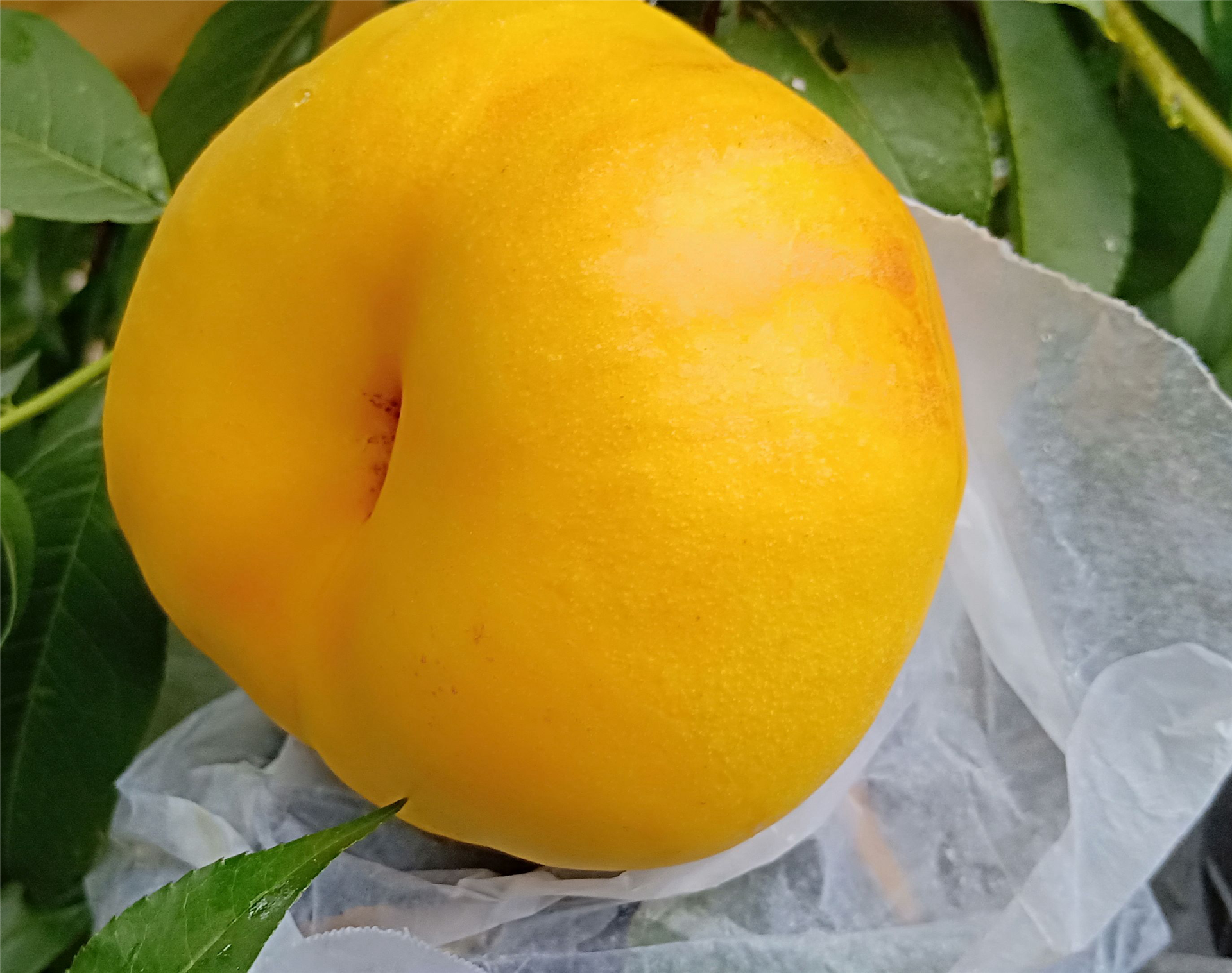 晚熟油蟠桃品种,早熟蟠桃苗
