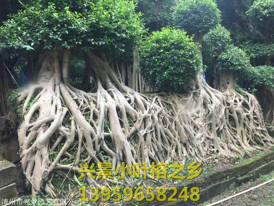 气根小叶榕树造型盆景桩头桩景-广东深圳