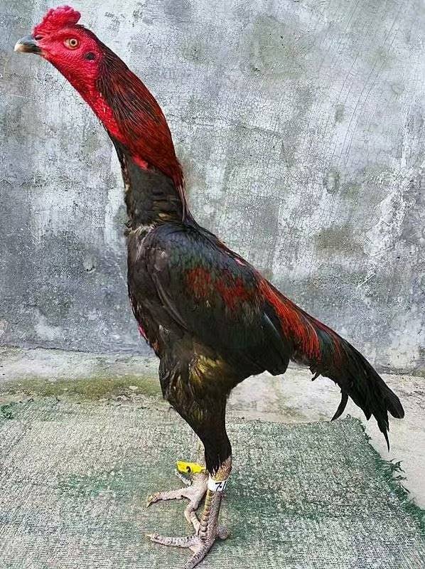 哪个足球卖的相关好产业斗鸡地方图片
