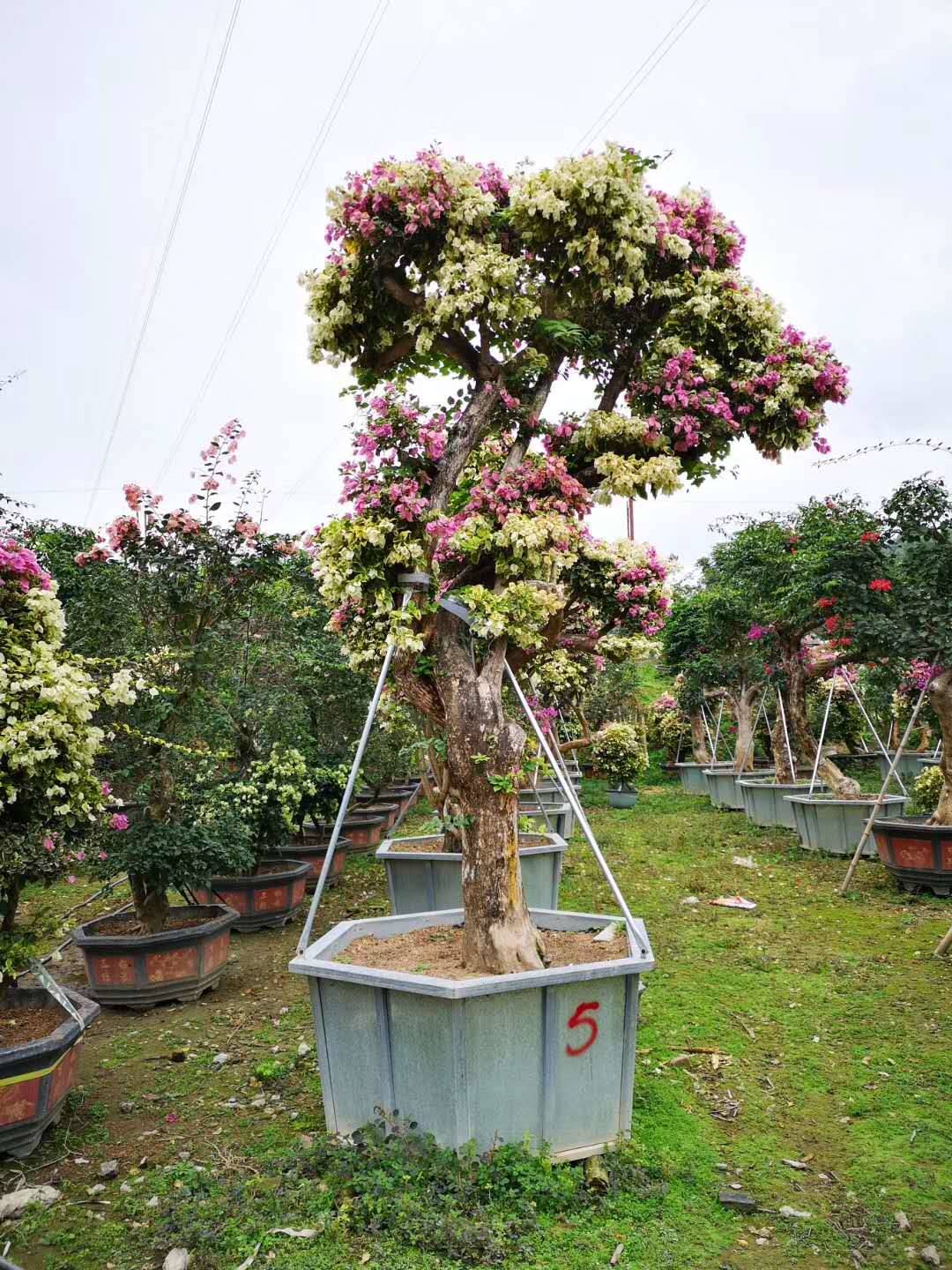 三角梅树桩 福建三角梅 批发红花三角梅