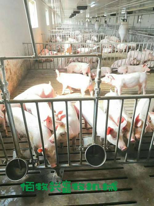 猪用自动饮水碗多少钱304不锈钢环保水碗图片小猪饮水