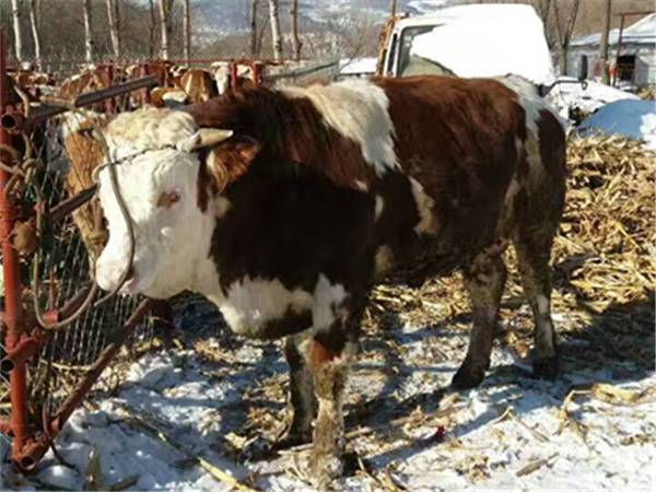 黑龍江省西門塔爾牛養殖場西門塔爾母牛價格