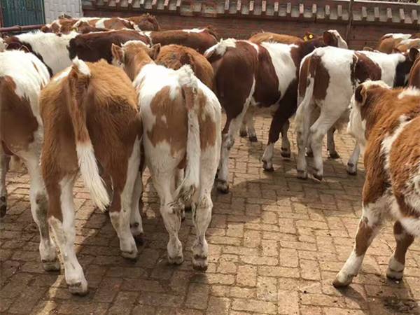山東省大型肉牛養殖場300斤牛犢價格表