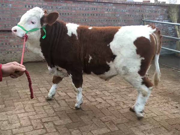 貴州省西門塔爾牛養殖基地400斤西門塔爾小母牛價格真實的