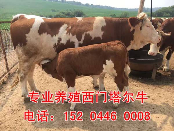 遼寧省西門塔爾牛犢子西門塔爾牛苗價格真實的