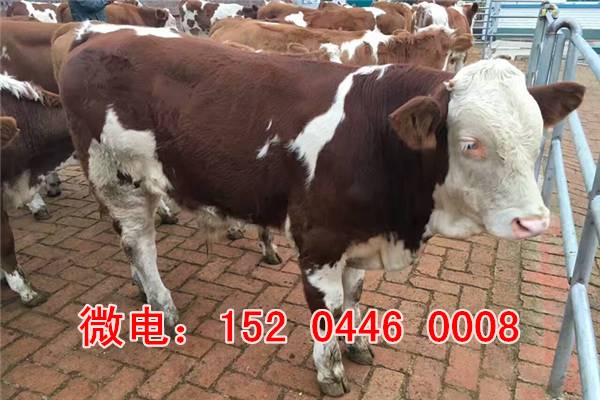寧夏肉牛繁育基地西門塔爾牛價格