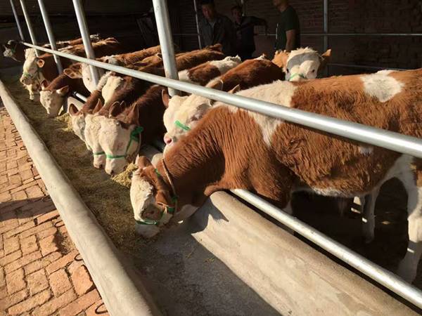 山東省大型養牛場肉牛犢出售