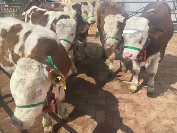 江西省西門塔爾牛養殖場肉牛犢批發價